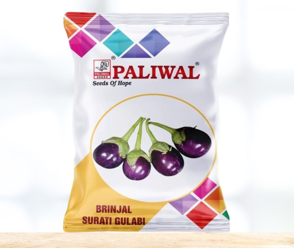 Brinjal surati gulabi