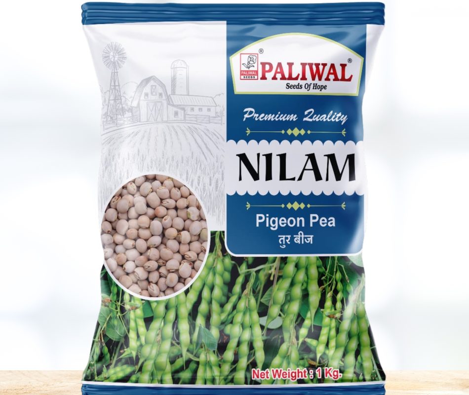 Pigeon pea nilam